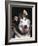 Alaskan Malamute Dog Portrait, Illinois, USA-Lynn M. Stone-Framed Photographic Print