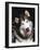 Alaskan Malamute Dog Portrait, Illinois, USA-Lynn M. Stone-Framed Photographic Print