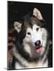 Alaskan Malamute Dog Portrait, Illinois, USA-Lynn M. Stone-Mounted Photographic Print