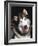 Alaskan Malamute Dog Portrait, Illinois, USA-Lynn M. Stone-Framed Photographic Print