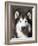 Alaskan Malamute Dog Portrait, Illinois, USA-Lynn M^ Stone-Framed Photographic Print