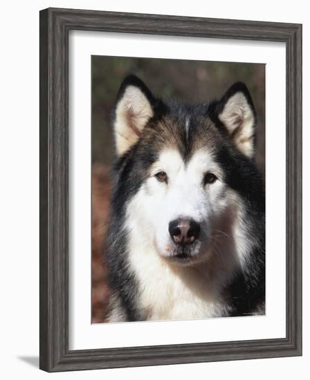 Alaskan Malamute Dog Portrait, Illinois, USA-Lynn M^ Stone-Framed Photographic Print