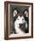 Alaskan Malamute Dog Portrait, Illinois, USA-Lynn M^ Stone-Framed Photographic Print