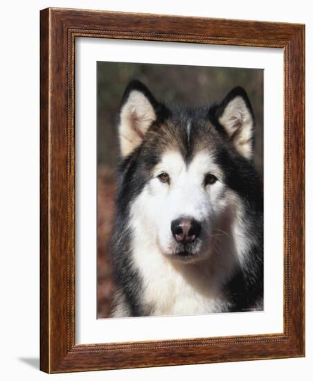 Alaskan Malamute Dog Portrait, Illinois, USA-Lynn M^ Stone-Framed Photographic Print