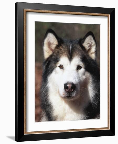Alaskan Malamute Dog Portrait, Illinois, USA-Lynn M^ Stone-Framed Photographic Print