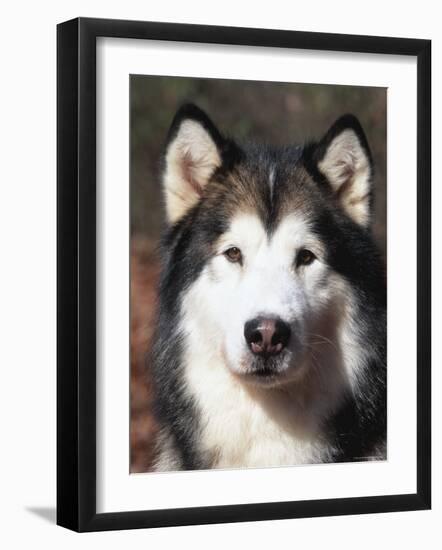 Alaskan Malamute Dog Portrait, Illinois, USA-Lynn M^ Stone-Framed Photographic Print