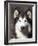 Alaskan Malamute Dog Portrait, Illinois, USA-Lynn M^ Stone-Framed Photographic Print