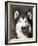 Alaskan Malamute Dog Portrait, Illinois, USA-Lynn M^ Stone-Framed Photographic Print