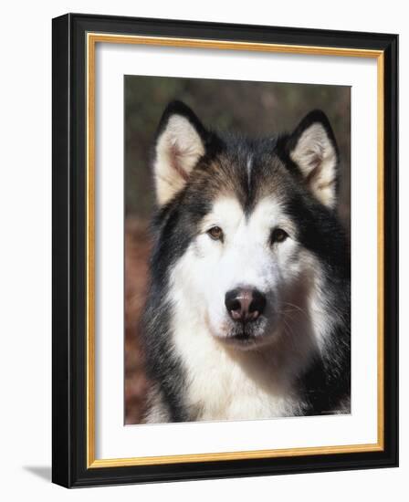 Alaskan Malamute Dog Portrait, Illinois, USA-Lynn M^ Stone-Framed Photographic Print