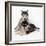 Alaskan Malamute Dog Puppies-null-Framed Photographic Print