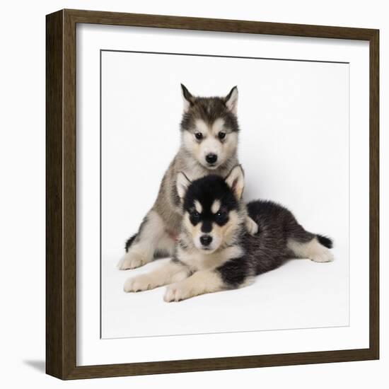 Alaskan Malamute Dog Puppies-null-Framed Photographic Print