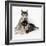 Alaskan Malamute Dog Puppies-null-Framed Photographic Print