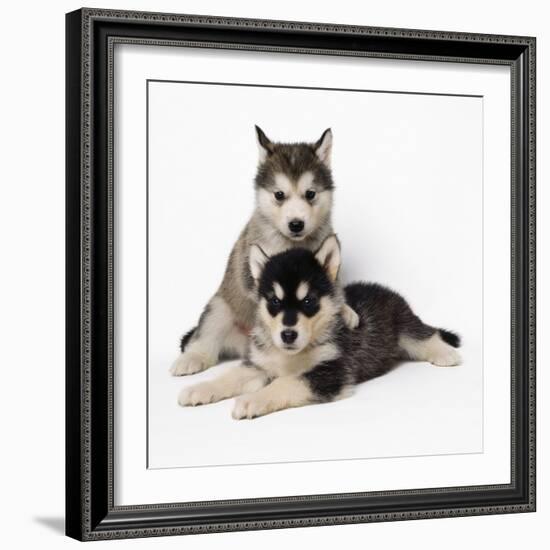 Alaskan Malamute Dog Puppies-null-Framed Photographic Print