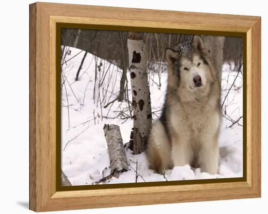 Alaskan Malamute Dog, USA-Lynn M. Stone-Framed Premier Image Canvas