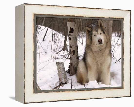 Alaskan Malamute Dog, USA-Lynn M. Stone-Framed Premier Image Canvas