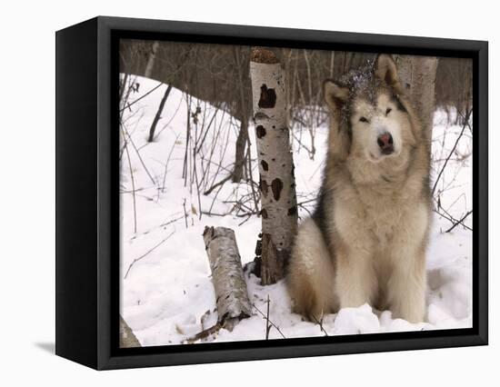 Alaskan Malamute Dog, USA-Lynn M. Stone-Framed Premier Image Canvas