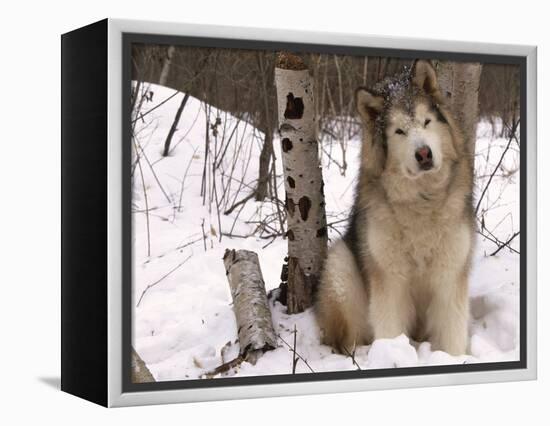 Alaskan Malamute Dog, USA-Lynn M. Stone-Framed Premier Image Canvas