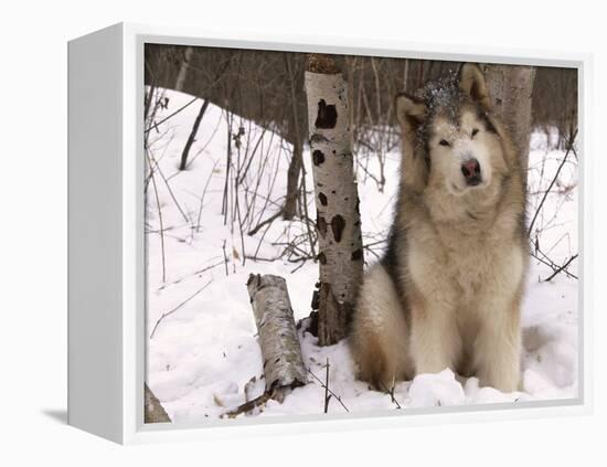 Alaskan Malamute Dog, USA-Lynn M. Stone-Framed Premier Image Canvas