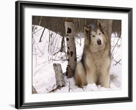 Alaskan Malamute Dog, USA-Lynn M. Stone-Framed Photographic Print
