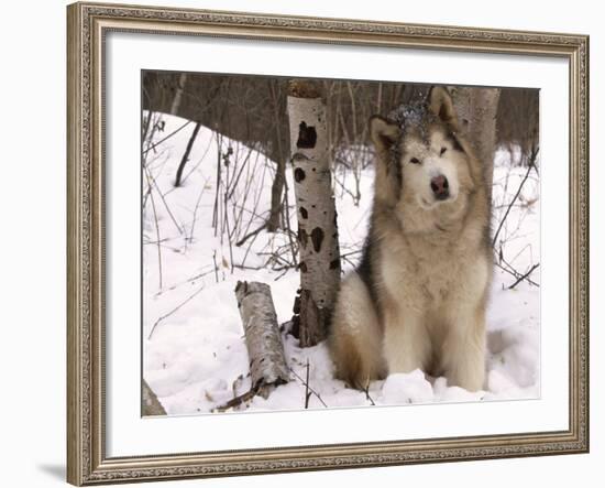 Alaskan Malamute Dog, USA-Lynn M. Stone-Framed Photographic Print