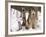 Alaskan Malamute Dog, USA-Lynn M. Stone-Framed Photographic Print