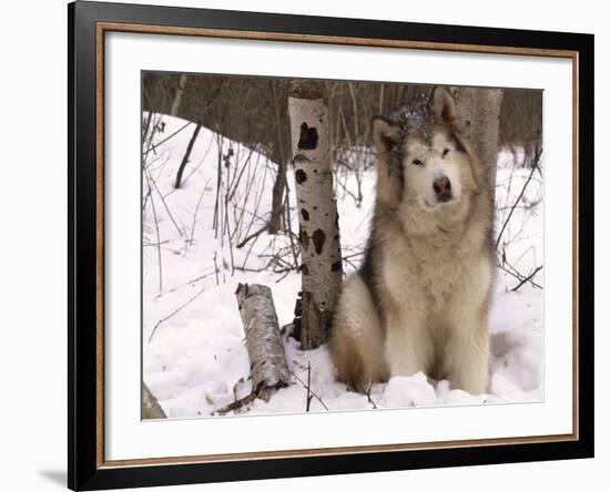 Alaskan Malamute Dog, USA-Lynn M. Stone-Framed Photographic Print