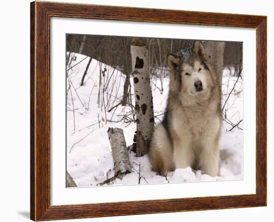 Alaskan Malamute Dog, USA-Lynn M. Stone-Framed Photographic Print