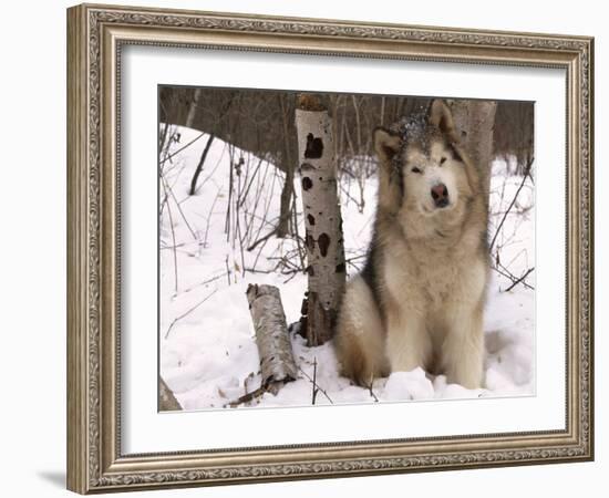 Alaskan Malamute Dog, USA-Lynn M. Stone-Framed Photographic Print