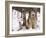 Alaskan Malamute Dog, USA-Lynn M. Stone-Framed Photographic Print