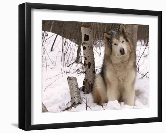 Alaskan Malamute Dog, USA-Lynn M. Stone-Framed Photographic Print