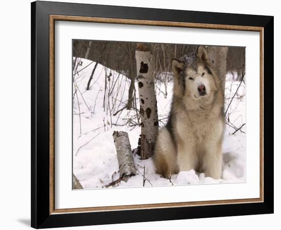 Alaskan Malamute Dog, USA-Lynn M. Stone-Framed Photographic Print