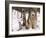 Alaskan Malamute Dog, USA-Lynn M. Stone-Framed Photographic Print