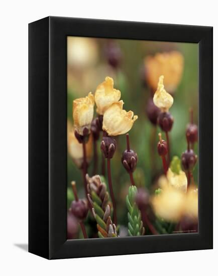 Alaskan Mountain-Heather, Mt. Rainier National Park, Washington, USA-William Sutton-Framed Premier Image Canvas