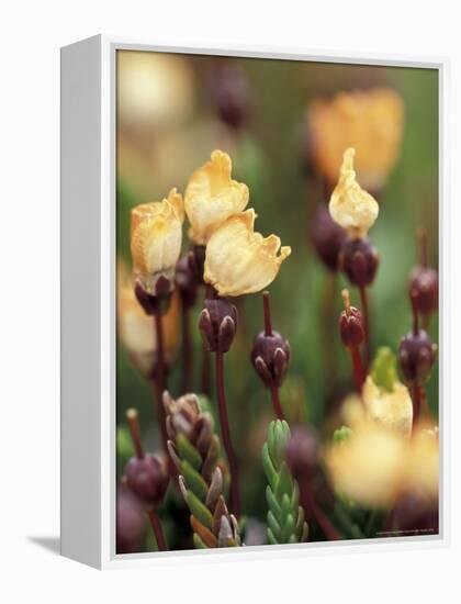 Alaskan Mountain-Heather, Mt. Rainier National Park, Washington, USA-William Sutton-Framed Premier Image Canvas