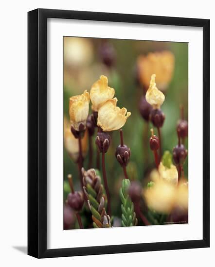 Alaskan Mountain-Heather, Mt. Rainier National Park, Washington, USA-William Sutton-Framed Photographic Print