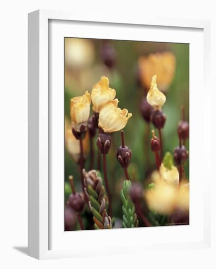 Alaskan Mountain-Heather, Mt. Rainier National Park, Washington, USA-William Sutton-Framed Photographic Print