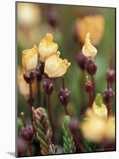 Alaskan Mountain-Heather, Mt. Rainier National Park, Washington, USA-William Sutton-Mounted Photographic Print