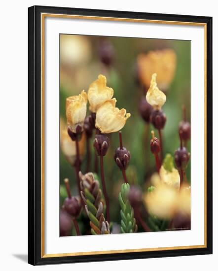 Alaskan Mountain-Heather, Mt. Rainier National Park, Washington, USA-William Sutton-Framed Photographic Print