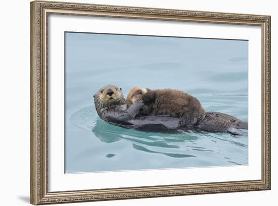 Alaskan Northern Sea Otter Mother Carrying-null-Framed Photographic Print