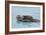 Alaskan Northern Sea Otter Mother Carrying-null-Framed Photographic Print