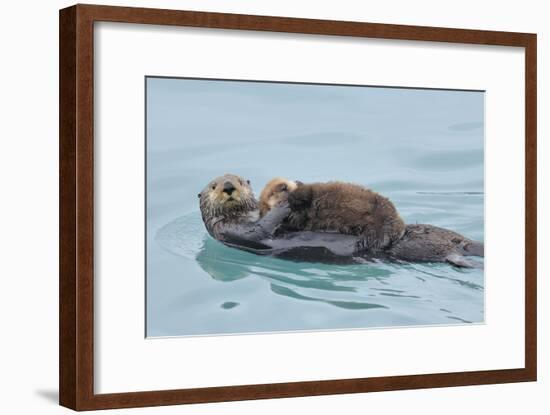 Alaskan Northern Sea Otter Mother Carrying-null-Framed Photographic Print