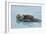 Alaskan Northern Sea Otter Mother Carrying-null-Framed Photographic Print