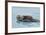 Alaskan Northern Sea Otter Mother Carrying-null-Framed Photographic Print