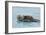 Alaskan Northern Sea Otter Mother Carrying-null-Framed Photographic Print