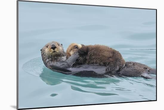 Alaskan Northern Sea Otter Mother Carrying-null-Mounted Photographic Print