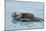 Alaskan Northern Sea Otter Mother Carrying-null-Mounted Photographic Print