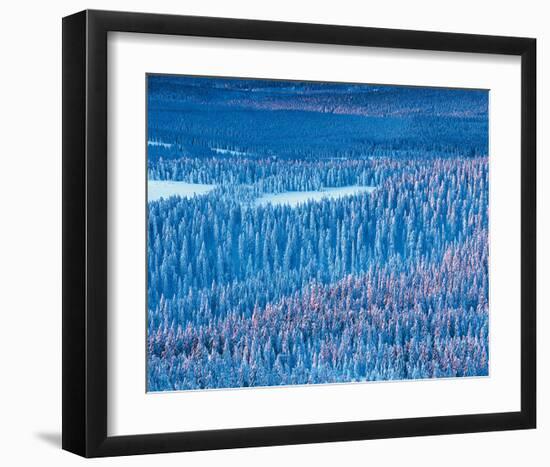 Alaskan Spruce Forest-null-Framed Art Print