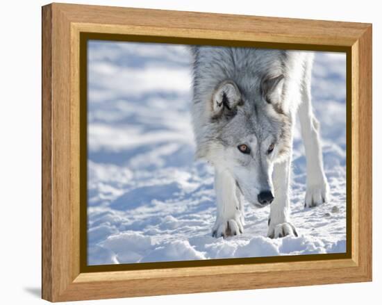 Alaskan Tundra Wolf (Canis Lupus Tundrarum) in Winter, Grizzly and Wolf Discovery Center, West Yell-Kimberly Walker-Framed Premier Image Canvas