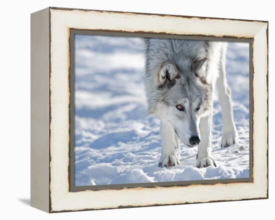 Alaskan Tundra Wolf (Canis Lupus Tundrarum) in Winter, Grizzly and Wolf Discovery Center, West Yell-Kimberly Walker-Framed Premier Image Canvas