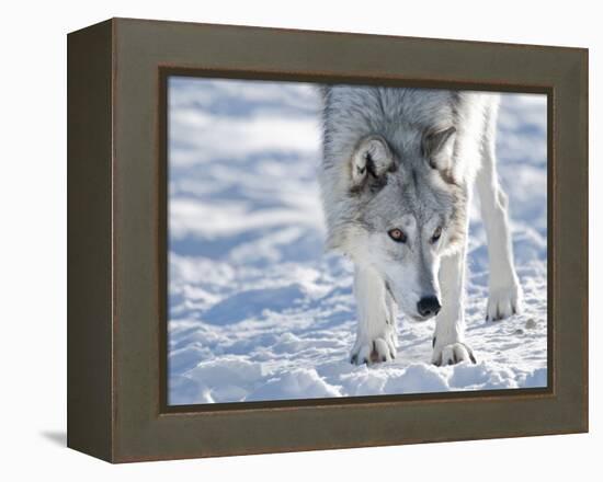 Alaskan Tundra Wolf (Canis Lupus Tundrarum) in Winter, Grizzly and Wolf Discovery Center, West Yell-Kimberly Walker-Framed Premier Image Canvas